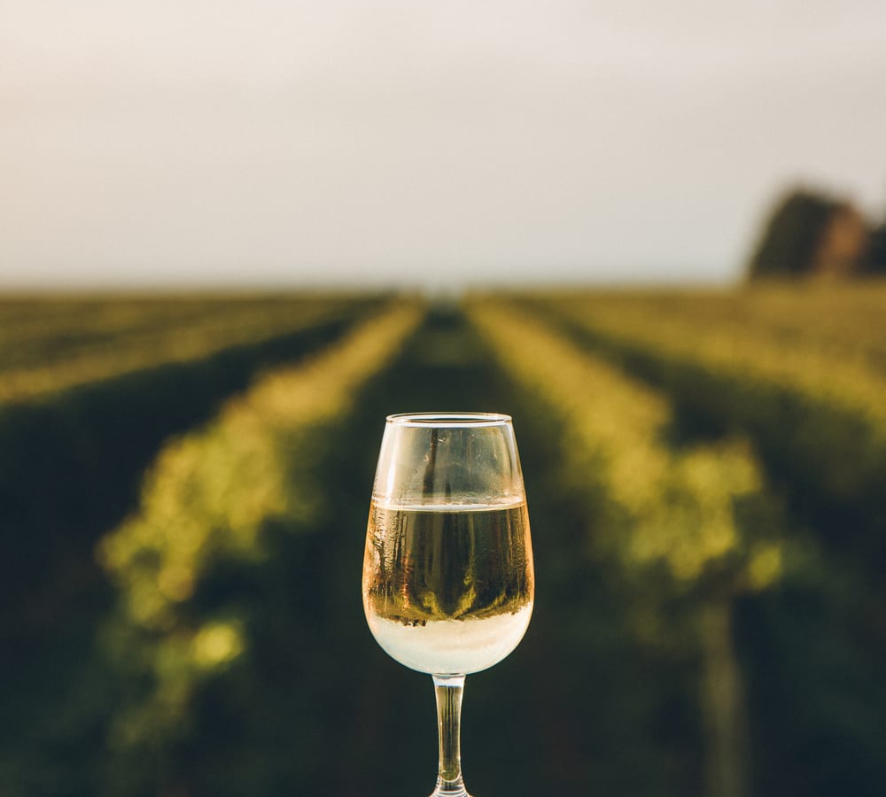A glass of white wine held up against the vineyard rows in Fredericksburg